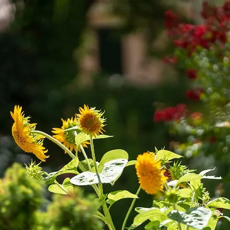 Daire Mocenigo Grand Canal Luxury Venedik